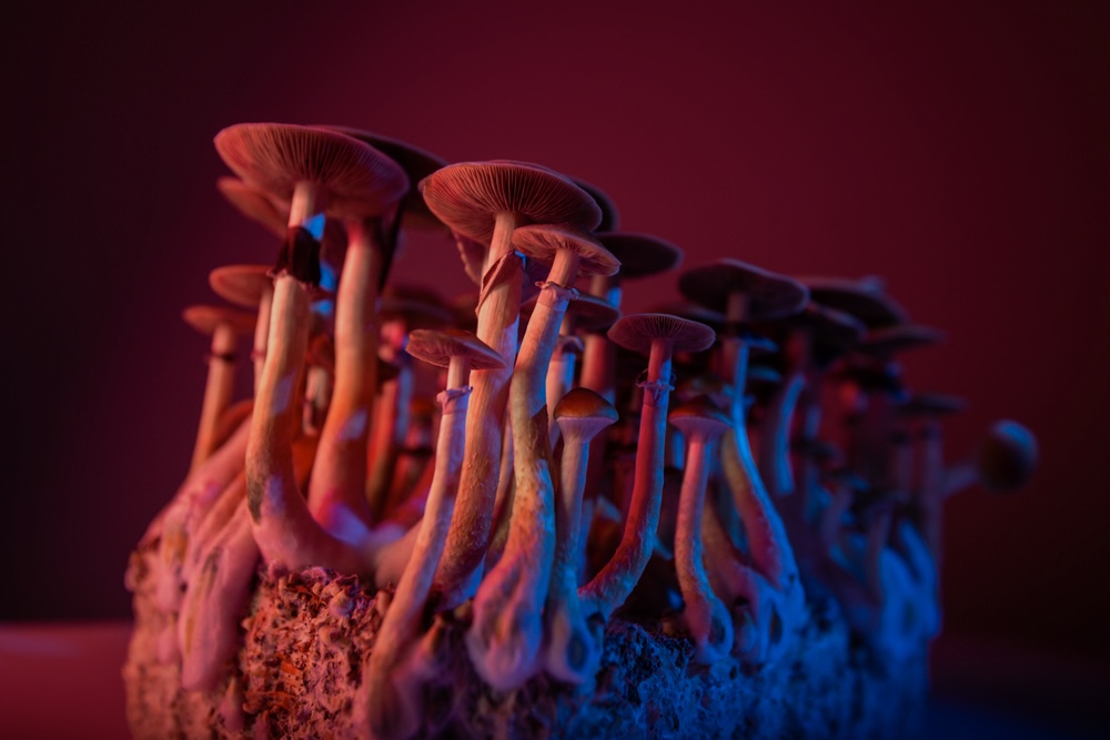 A group of shrooms on a red background